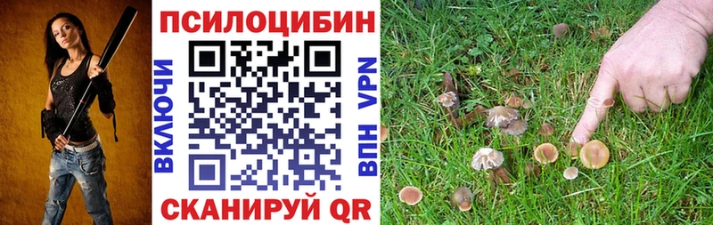 Псилоцибиновые грибы Cubensis  закладка  Щёлково 
